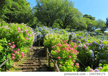 Hydrangea in Shimoda Park Hydrangea in Shimoda Park 140794173