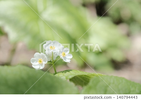 白花山龍眼(Diphylleia grayi)在翠綠的葉子間盛開,構成了一幅迷人的高山植物景觀。 白花山龍眼(Diphylleia grayi)在翠綠的葉子間盛開,構成了一幅迷人的高山植物景觀。 140794443
