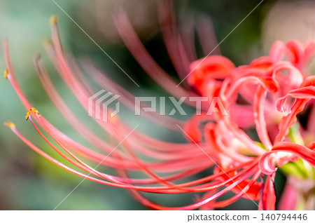 紅蜘蛛百合的雄蕊 紅蜘蛛百合的雄蕊 140794446