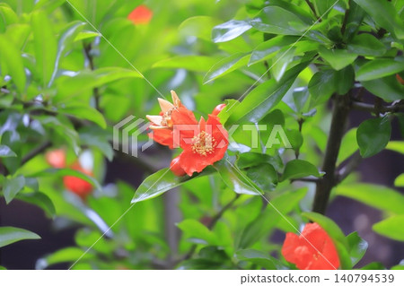Orange pomegranate flower Orange pomegranate flower 140794539