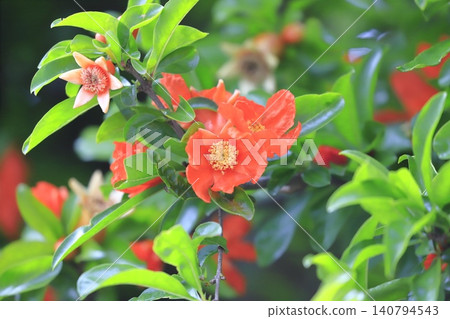 Orange pomegranate flower Orange pomegranate flower 140794543