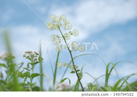 White udo flowers stand tall in the summer grassland against the blue sky. 140794582