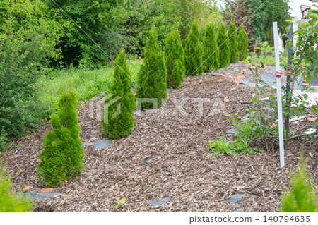 Horizontal shot of a neat row of young evergreen thuja plants in a landscaped backyard bed, heavily mulched with brown wood chips to prevent weeds. Suburban house gardening featuring a straight line Horizontal shot of a neat row of young evergreen thuja plants in a landscaped backyard bed, heavily mulched with brown wood chips to prevent weeds. Suburban house gardening featuring a straight line 140794635