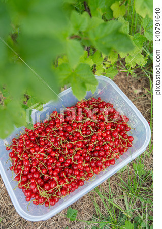 Vertical high angle view of a plastic container filled with freshly picked ripe red currant berries, placed on the ground directly under a green currant bush. Summer harvesting concept. A transparent 140794640