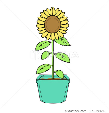 花盆裡種著一株向日葵 花盆裡種著一株向日葵 140794760