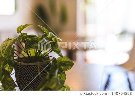 咖啡桌上擺放著盆栽植物 140794898