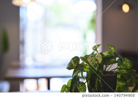 Plants placed in a bright cafe by the window Plants placed in a bright cafe by the window 140794908