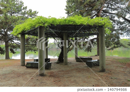 Wisteria trellis Wisteria trellis 140794986