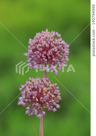 Jumbo garlic flowers Jumbo garlic flowers 140794988
