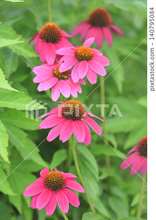 Purple Coneflower (Echinacea) Purple Coneflower (Echinacea) 140795084