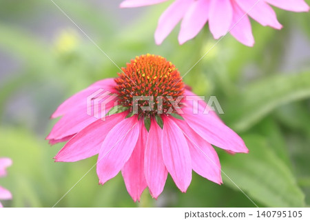 Purple Coneflower (Echinacea) Purple Coneflower (Echinacea) 140795105