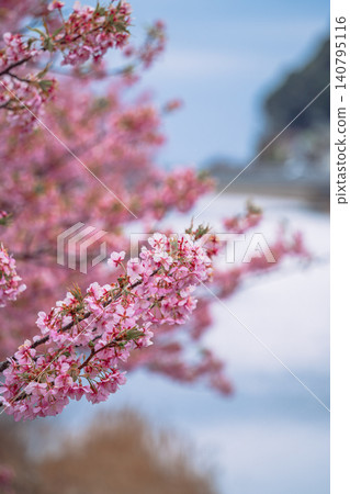 Kawazu cherry blossoms blooming along the Kawazu River Kawazu cherry blossoms blooming along the Kawazu River 140795116