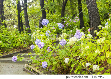 繡球花繡球節 繡球花繡球節 140795202