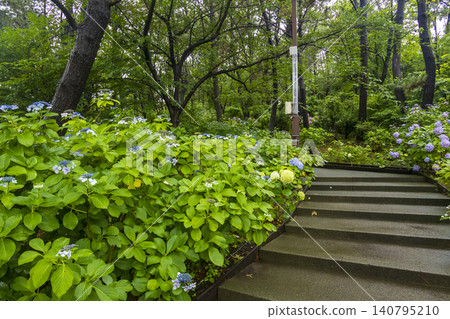 Hydrangea Hydrangea Festival Hydrangea Hydrangea Festival 140795210