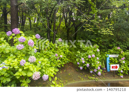 繡球花繡球節 繡球花繡球節 140795218
