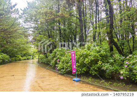 繡球花繡球節 繡球花繡球節 140795219