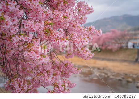 Kawazu cherry blossoms blooming along the Kawazu River 140795288