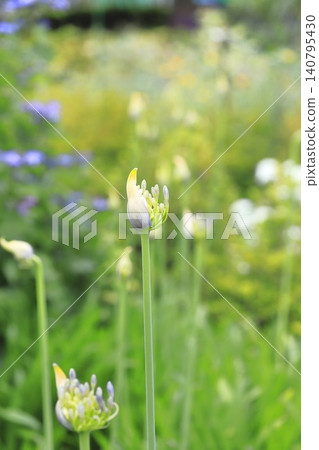 百子蓮花蕾(紫鈴蘭或百子蓮) 百子蓮花蕾(紫鈴蘭或百子蓮) 140795430