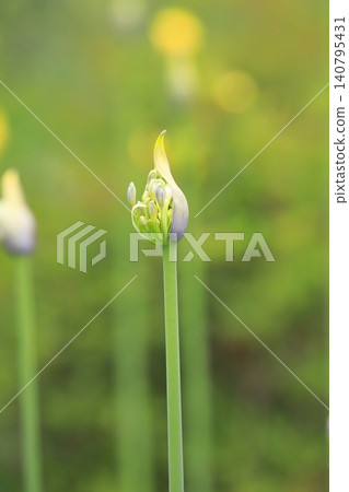 百子蓮花蕾(紫鈴蘭或百子蓮) 百子蓮花蕾(紫鈴蘭或百子蓮) 140795431