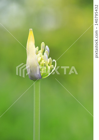 百子蓮花蕾（紫鈴蘭或百子蓮） 140795432