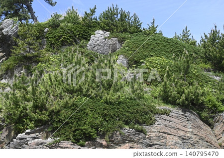 Juniperus chinensis growing on the rocky shores Juniperus chinensis growing on the rocky shores 140795470