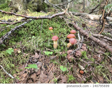 Wild Suillus luteus growing in the forests at the foot of Mt. Fuji 140795699