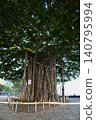 Banyan tree on Waikiki Beach, Hawaii 140795994