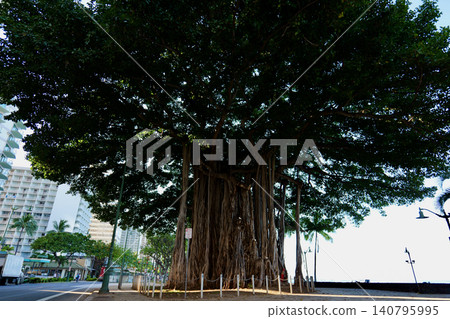 Banyan tree on Waikiki Beach, Hawaii Banyan tree on Waikiki Beach, Hawaii 140795995