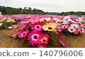 利文斯頓雛菊 140796006