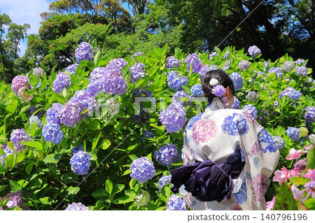 Hydrangea in Shimoda Park Hydrangea in Shimoda Park 140796196
