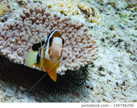 Anemone fish 140796206