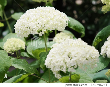Annabelle hydrangeas blooming in the garden Annabelle hydrangeas blooming in the garden 140796261