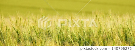 Golden wheat fields swaying in the wind on a hilltop in Biei, Hokkaido, during the summer. Golden wheat fields swaying in the wind on a hilltop in Biei, Hokkaido, during the summer. 140796275