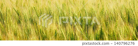 Golden wheat fields swaying in the wind on a hilltop in Biei, Hokkaido, during the summer. Golden wheat fields swaying in the wind on a hilltop in Biei, Hokkaido, during the summer. 140796276