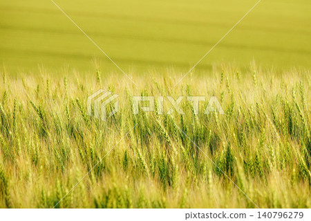 Golden wheat fields swaying in the wind on a hilltop in Biei, Hokkaido, during the summer. Golden wheat fields swaying in the wind on a hilltop in Biei, Hokkaido, during the summer. 140796279