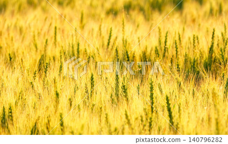 Golden wheat fields swaying in the wind on a hilltop in Biei, Hokkaido, during the summer. Golden wheat fields swaying in the wind on a hilltop in Biei, Hokkaido, during the summer. 140796282