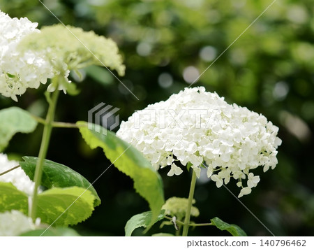 花園裡盛開的白色繡球花 花園裡盛開的白色繡球花 140796462
