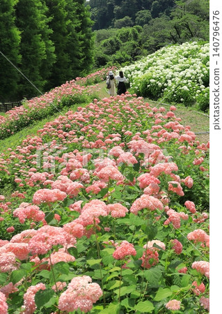 Tokyo Summerland Hydrangea Garden Tokyo Summerland Hydrangea Garden 140796476