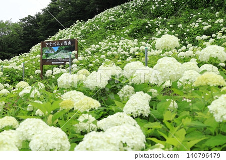 Tokyo Summerland Hydrangea Garden Tokyo Summerland Hydrangea Garden 140796479