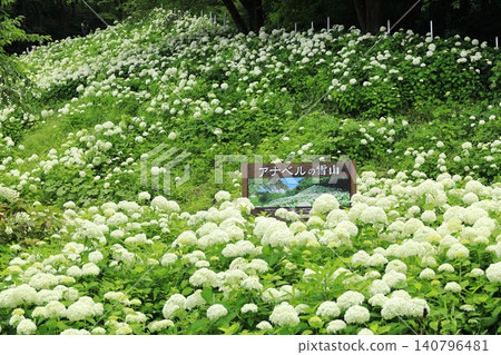 東京夏日樂園繡球花園 東京夏日樂園繡球花園 140796481
