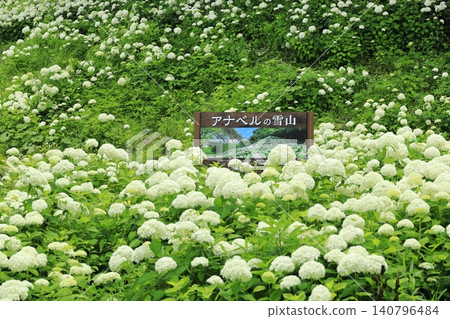 東京夏日樂園繡球花園 東京夏日樂園繡球花園 140796484