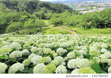 Tokyo Summerland Hydrangea Garden Tokyo Summerland Hydrangea Garden 140796495