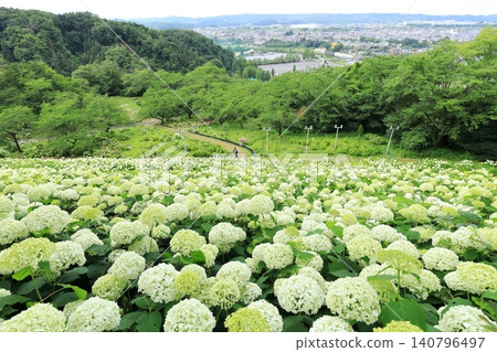Tokyo Summerland Hydrangea Garden Tokyo Summerland Hydrangea Garden 140796497
