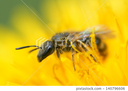 Detailed closeup on a small cute female common furrow bee , Lasioglossum calceatum on a yellow dandelion flower Detailed closeup on a small cute female common furrow bee , Lasioglossum calceatum on a yellow dandelion flower 140796606