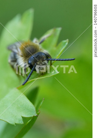 Closeup on a male Red-tailed or early mining bee, Andrena hameorrhoa, resting on a fresh green leaf 140796608