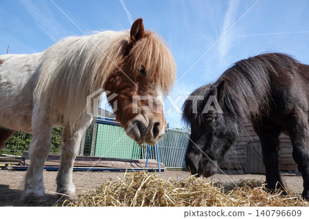 Two shaggy equines munch hay under a bright blue sky, one brown and white, the other dark colored 140796609