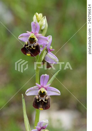 Closeup on an endangered and flowering late spider orchid, Ophrys holosericea from Viroin region, Belgium Closeup on an endangered and flowering late spider orchid, Ophrys holosericea from Viroin region, Belgium 140796614