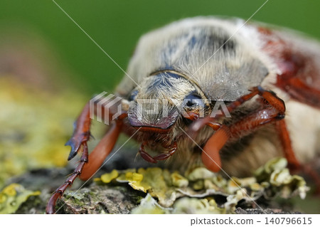 Closeup on a Maybug or May chafer, Melolontha melolontha sitting on wood Closeup on a Maybug or May chafer, Melolontha melolontha sitting on wood 140796615