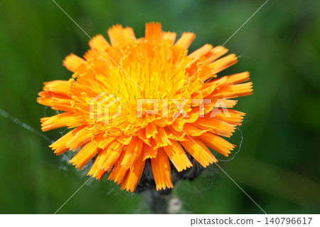 Closeup on a single Orange hawkweed flower, Hieracium aurantiacum Closeup on a single Orange hawkweed flower, Hieracium aurantiacum 140796617
