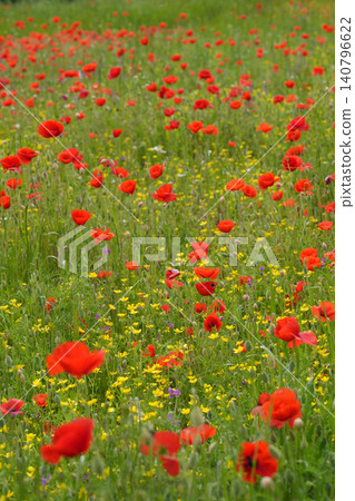 Vibrant Red Poppy Flowers Bloom in a Green Field with Yellow and Purple Accents on a Sunny Day Vibrant Red Poppy Flowers Bloom in a Green Field with Yellow and Purple Accents on a Sunny Day 140796622